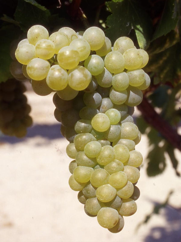 domaine de l'agly les neiges