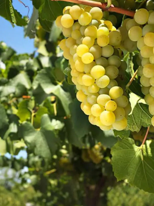 Long row sauvignon blanc Long row chardonnay