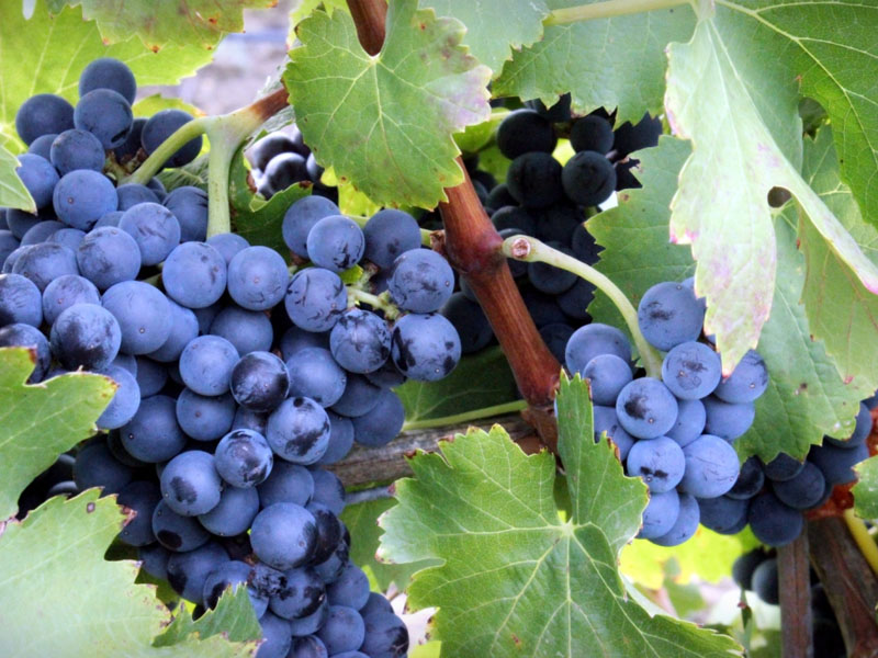 montes de leza tempranillo