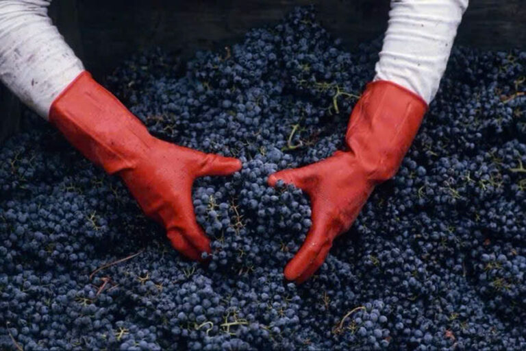 review beaujolais nouveau 2025: đáng mong chờ không