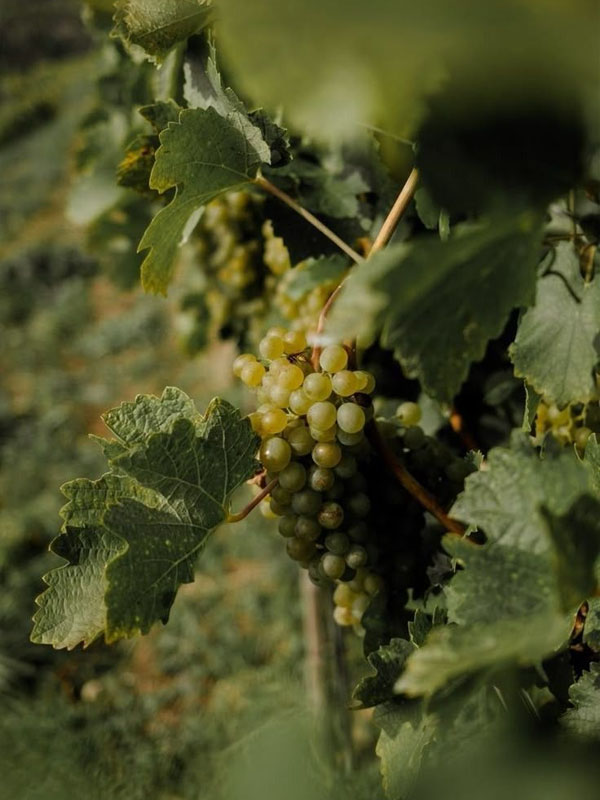 rượu the hilt, the vanguard chardonnay, santa barbara county rượu the hilt, the vanguard chardonnay, santa barbara county