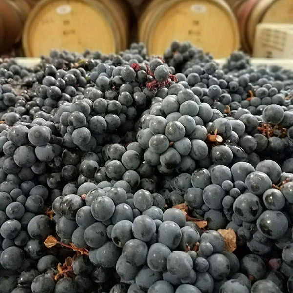 rượu vang argentina baron edmond de rothschild, flechas de los andes gran malbec, los andes rượu vang argentina baron edmond de rothschild, flechas de los andes gran malbec, los andes