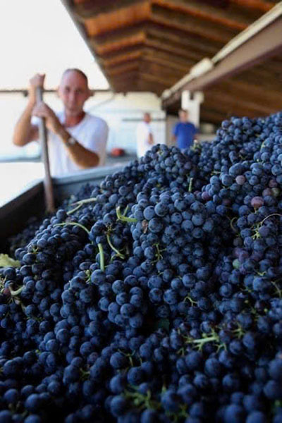 rượu vang baron edmond de rothschild, flechas de los andes gran cabernet franc, los andes rượu vang baron edmond de rothschild, flechas de los andes gran cabernet franc, los andes