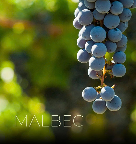 rượu vang bodega argento single vineyard finca altamira malbec rượu vang bodega argento single vineyard finca altamira malbec