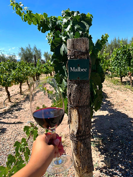 rượu vang bodega argento single vineyard finca altamira malbec rượu vang bodega argento single vineyard finca altamira malbec