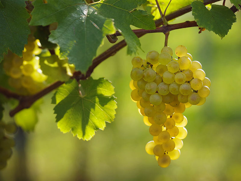 770 miles chardonnay 12.5% 2023
