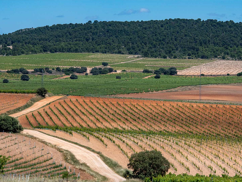 altado finca fella verdejo vino blanco ecológico 12% 2024 