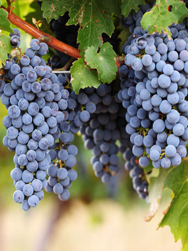 champagne charles heidsieck blanc de blancs 1981 champagne charles heidsieck blanc de blancs 1981