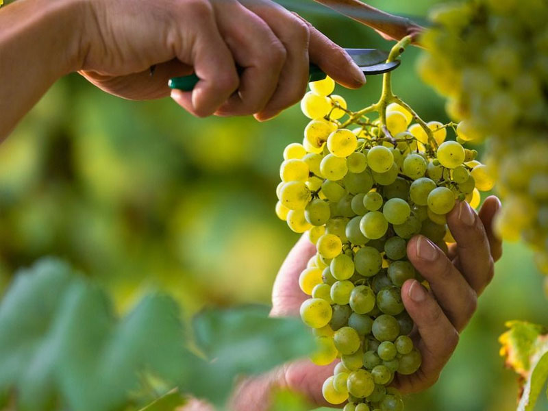 rượu vang altano douro white