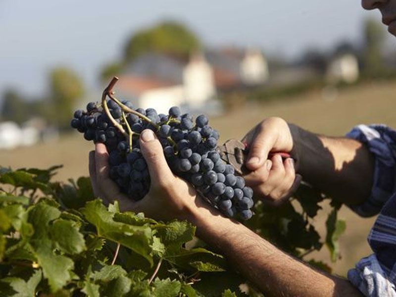 rượu vang amancaya malbec cabernet sauvignon