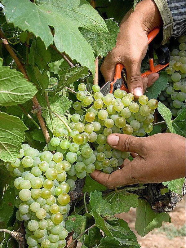 rượu vang antica chardonnay mountain select