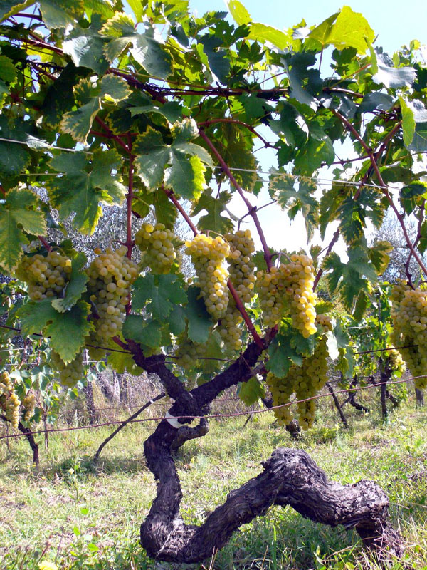 rượu vang antinori napa valley a26 chardonnay