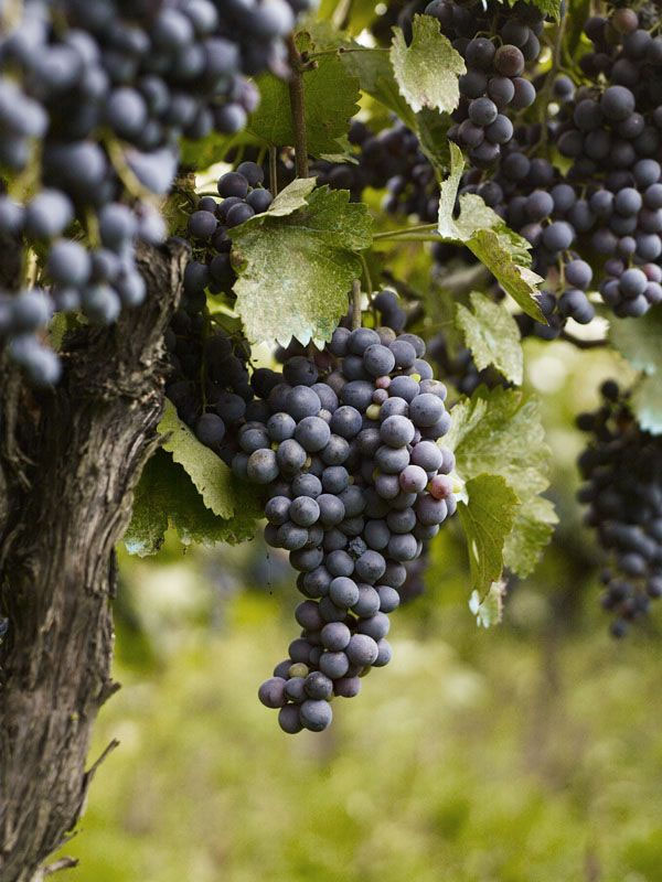 rượu vang austin cabernet sauvignon paso robles