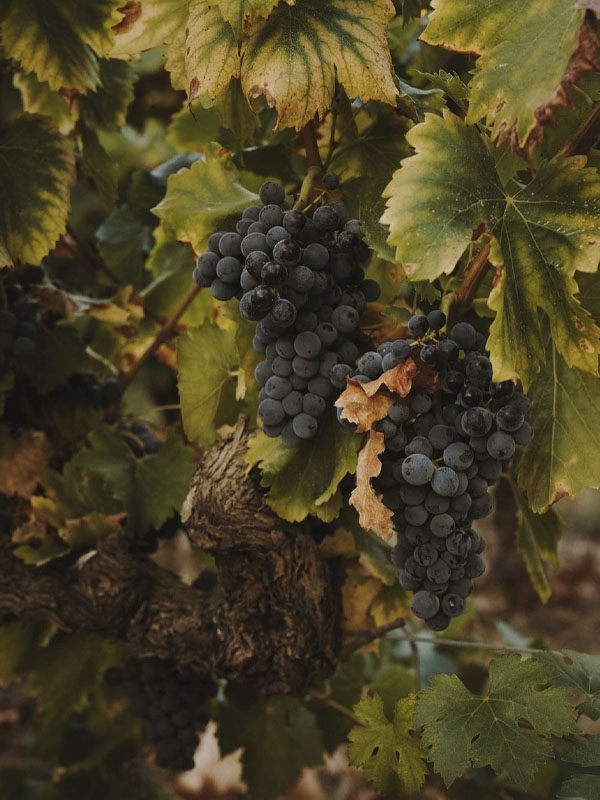 rượu vang austin hope cabernet sauvignon rượu vang austin hope cabernet sauvignon