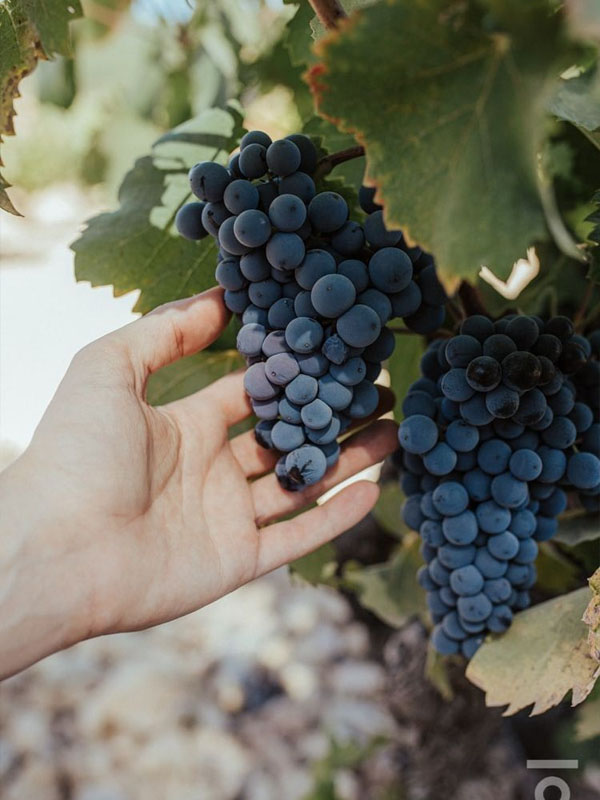 rượu vang bela ribera del duero