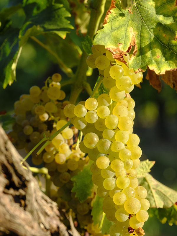 rượu vang dr. loosen blue slate riesling kabinett