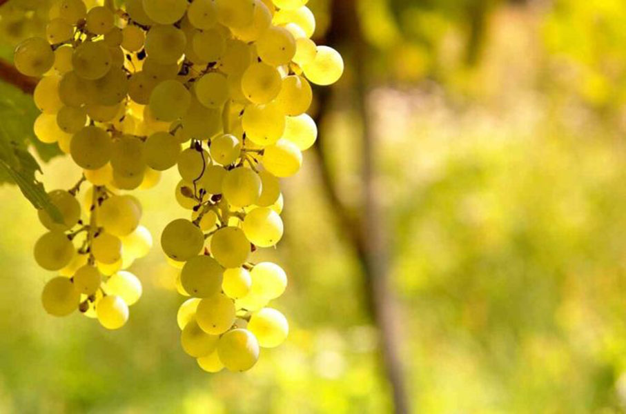 rượu vang bodega argento estate reserve chardonnay