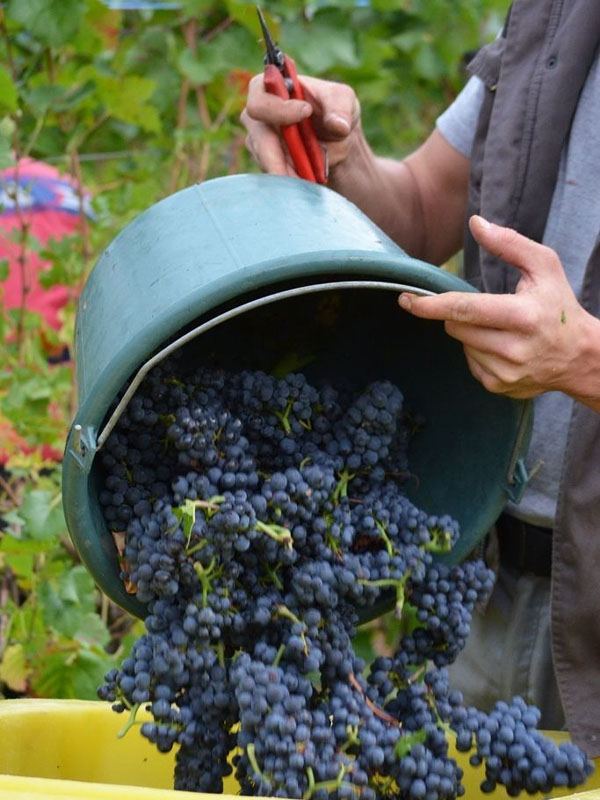 rượu vang chryseia douro