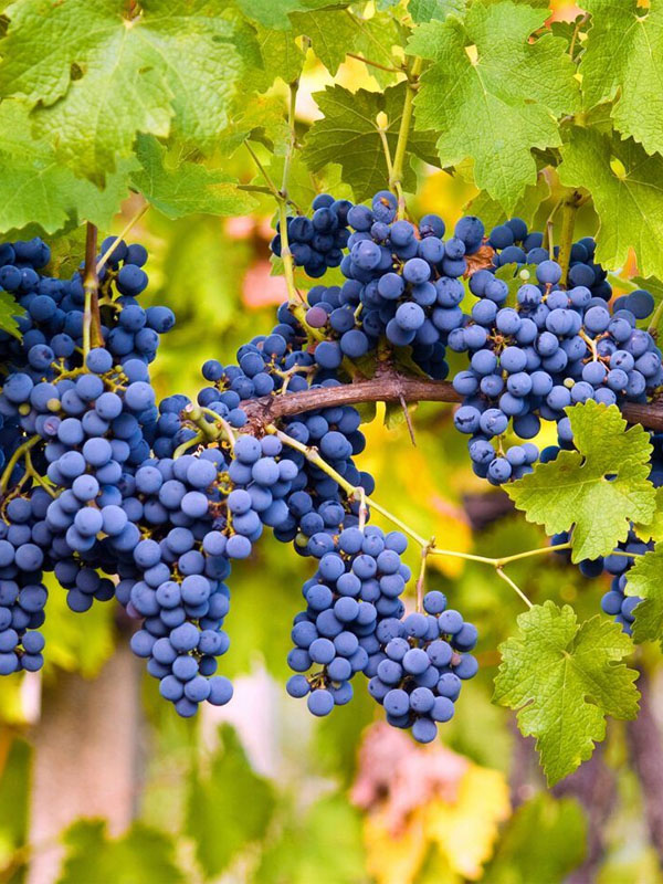 rượu vang crocus l'atelier rượu vang crocus l'atelier