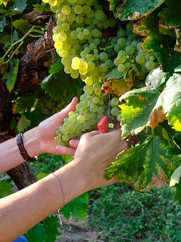 rượu vang cune rioja blanco rượu vang cune rioja blanco