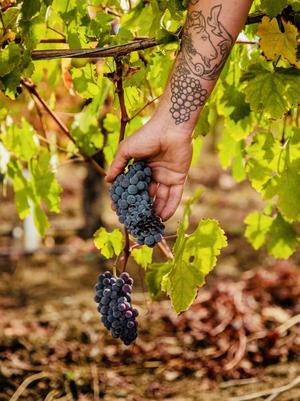 rượu vang cune rioja organic