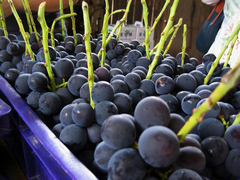 rượu vang d’arenberg the stump jump cabernet sauvignon mclaren vale