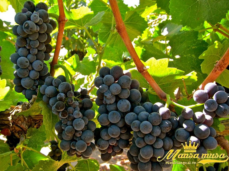 Vang de bortoli db winemaker selection shiraz south eastern australia