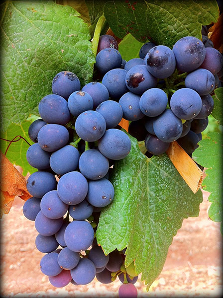 rượu vang d'arenberg the stump jump grenache shiraz mourvedre mclaren vale