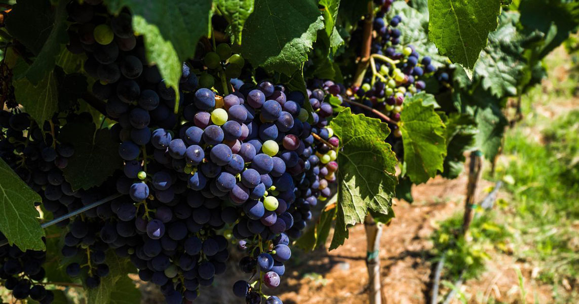 rượu vang de bortoli db family selection cabernet sauvignon riverina