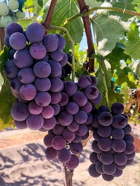 rượu vang de bortoli db winemaker selection merlot king valley heathcote