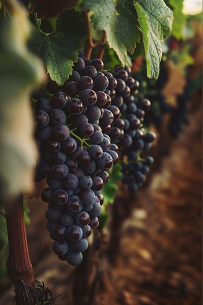 rượu vang de bortoli sacred hill cabernet merlot south eastern australia rượu vang de bortoli sacred hill cabernet merlot south eastern australia