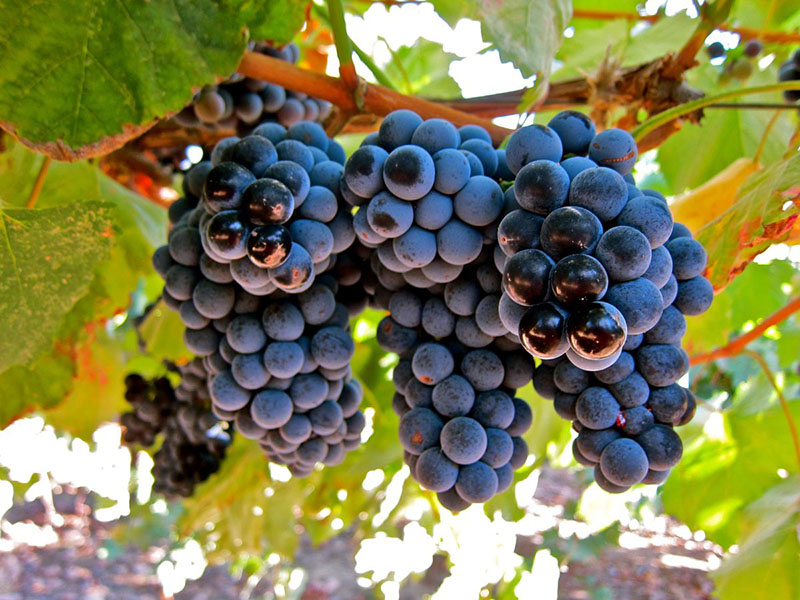 rượu vang de bortoli the accomplice shiraz riverina