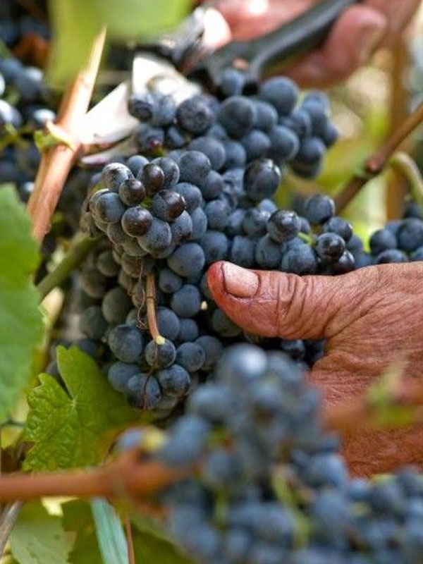 rượu vang dow’s 10 years old tawny port