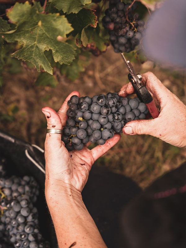 rượu vang dow’s 20 years old tawny port