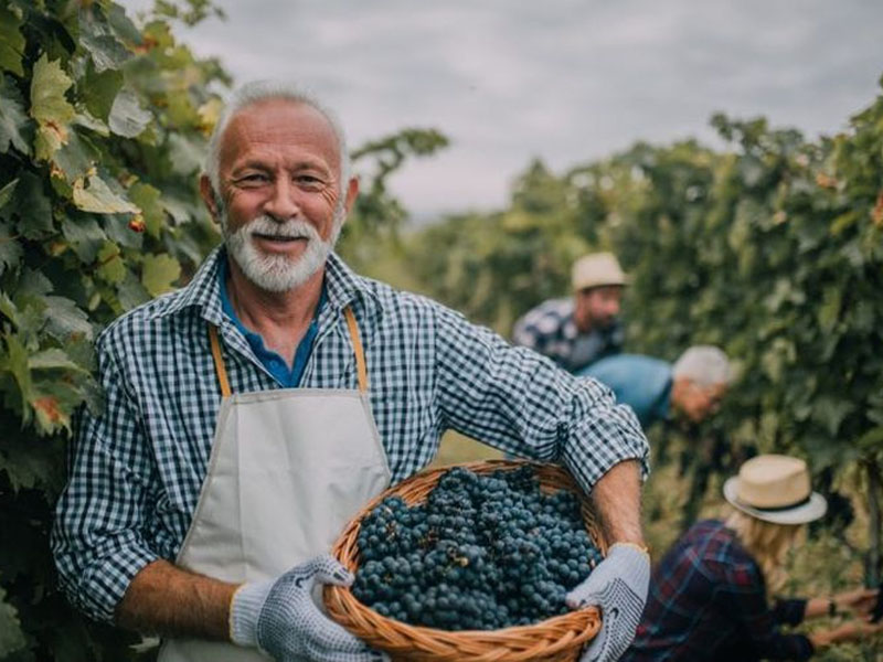 rượu vang dow’s late bottled vintage port