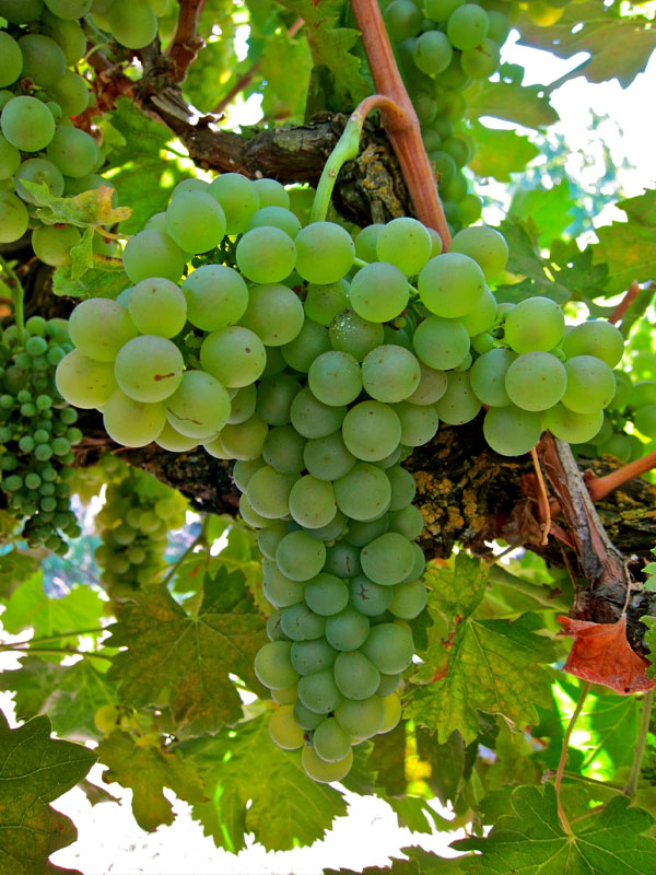 rượu vang dufouleur monopole rượu vang dufouleur monopole