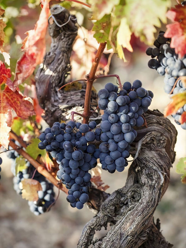 rượu vang dufouleur monopole rosé rượu vang dufouleur monopole rosé