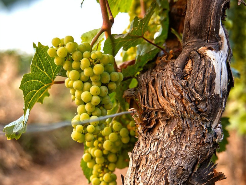 rượu vang dufouleur père & fils chardonnay vin de france