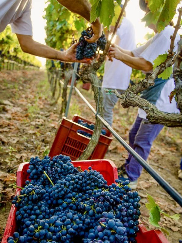 rượu vang finca vallejo roble