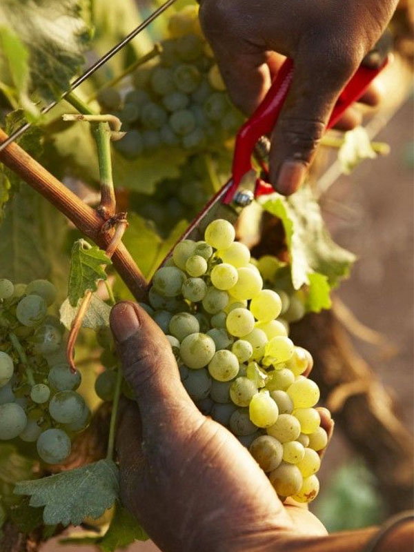 rượu vang finca vallejo rueda