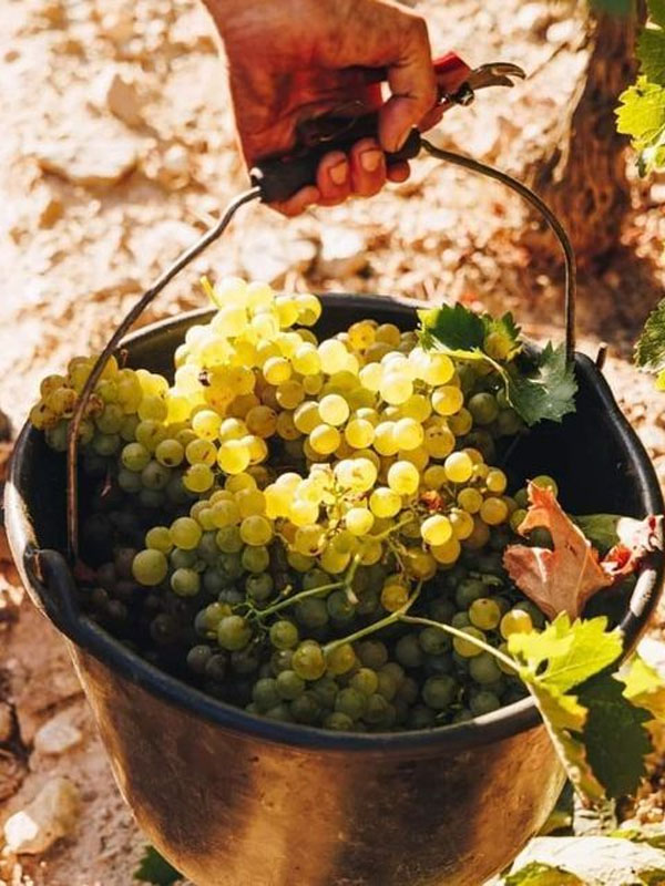 rượu vang flor de muga