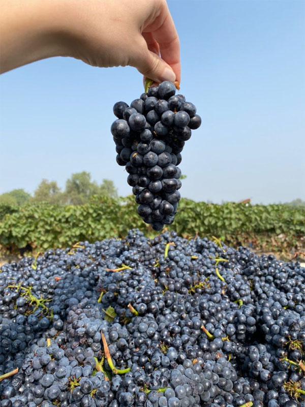 rượu vang flor de muga rosé rượu vang flor de muga rosé