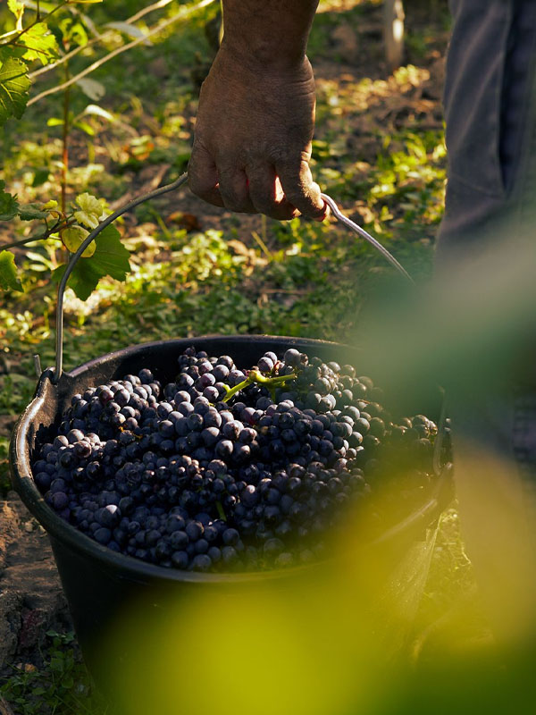 rượu vang imperial gran reserva