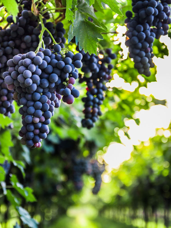 rượu vang lapostolle cuvée alexandre cabernet franc