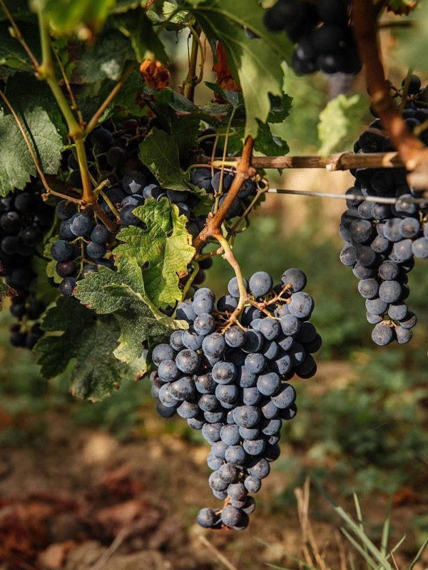 rượu vang lapostolle cuvée alexandre carmenère