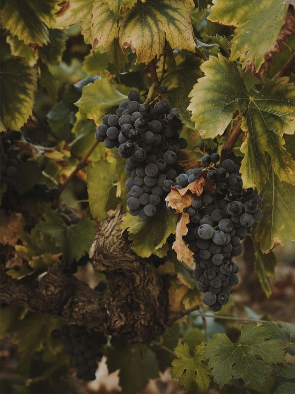 rượu vang lapostolle la parcelle 8 vieilles vignes