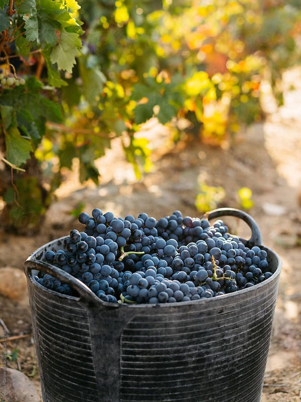 rượu vang le petit clos apalta rượu vang le petit clos apalta