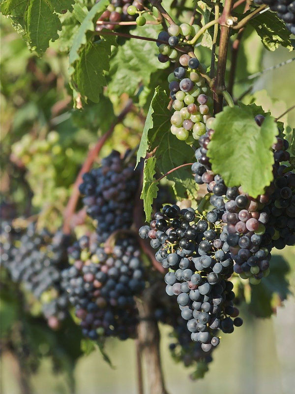 rượu vang liberty school cabernet sauvignon