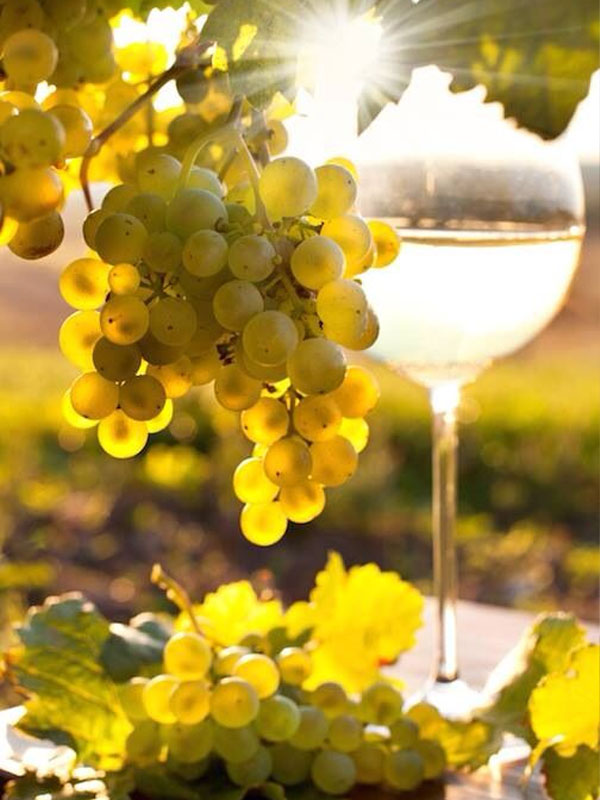 rượu vang liberty school chardonnay