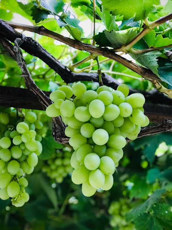 rượu vang marcel deiss altenberg de bergheim grand cru rượu vang marcel deiss altenberg de bergheim grand cru